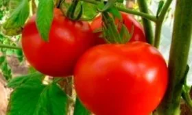 Внешний вид, особенности вкуса