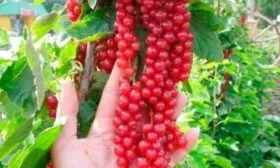 Внешний вид растения, ягод