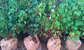 Выбор и подготовка саженцев