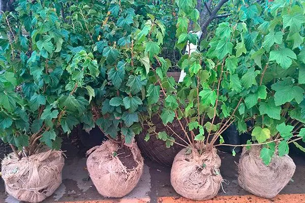 Выбор и подготовка саженцев