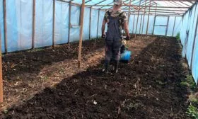 Выбор, подготовка участка и теплицы