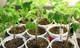 Выращивание рассады (1)