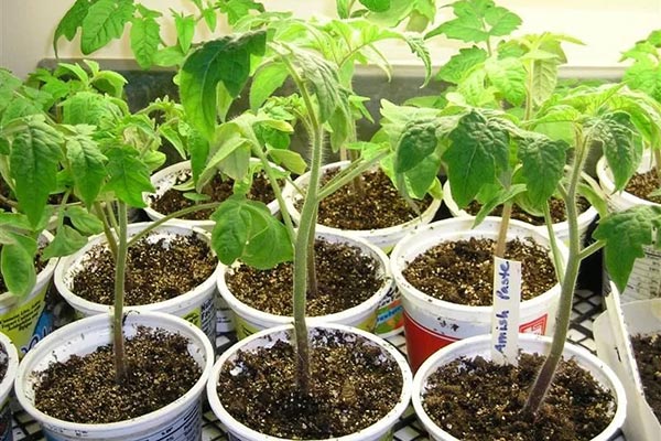 Выращивание рассады (1)