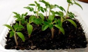Выращивание рассады