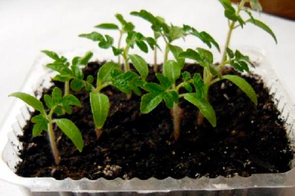 Выращивание рассады