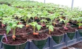 Выращивание рассады