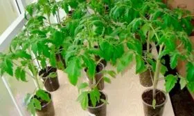 Выращивание рассады