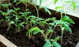 Выращивание рассады