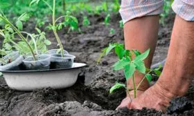 Высадка рассады