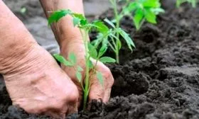 Высадка рассады