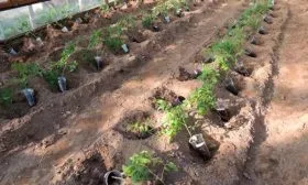 Высадка рассады