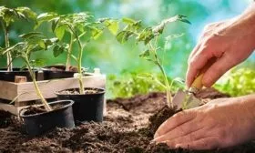 Высадка растений в грунт