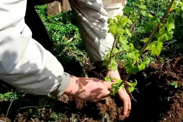 Высадка смородины