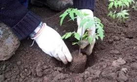 Высадка в грунт