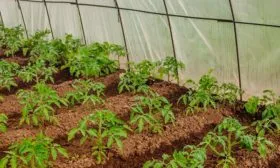 Высадка в открытый грунт или теплицу