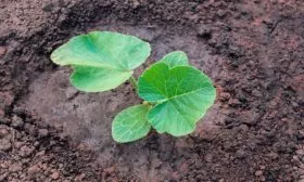 Высадку тыквенной рассады