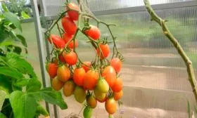 Высаживание-рассады