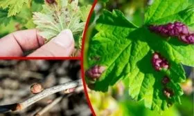 Заболевания, вредители и профилактика