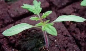 Закаливание рассады и пересадка