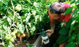 Защита от болезней и вредителей