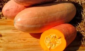 Характеристики тыквы