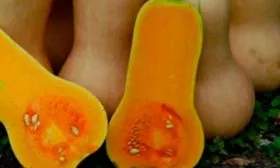 Вкус и назначение плодов