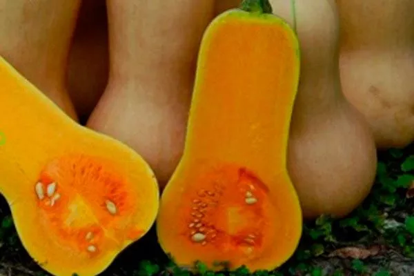 Вкус и назначение плодов