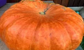 Созревание и плодоношение, продуктивность