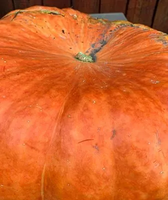 Созревание и плодоношение, продуктивность