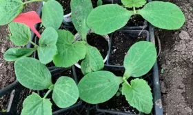 рассада тыквы