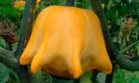 Описание куста и плодов