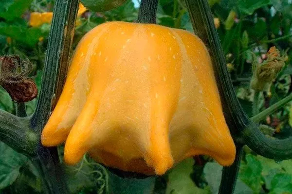 Описание куста и плодов