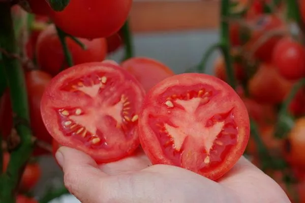 Область применения