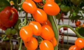 Описание куста и плодов2