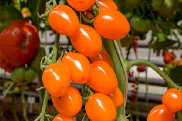 Описание куста и плодов2