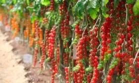 Период созревания, урожайность