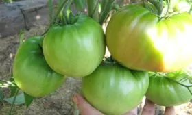 Период созревания, урожайность