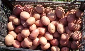 Сбор урожая и хранение