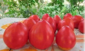 Сбор урожая