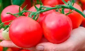 Основные характеристики