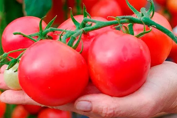 Основные характеристики