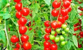 Происхождение и регионы для выращивания