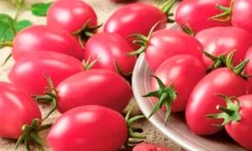 Созревание и плодоношение, продуктивность