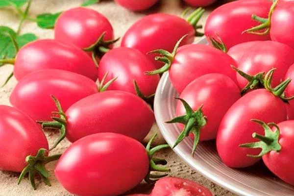 Созревание и плодоношение, продуктивность