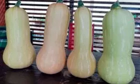 Описание куста и плодов