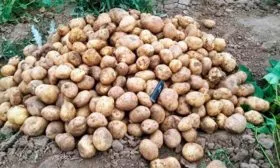 Вкусовые характеристики и назначение