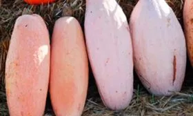 Описание тыквы Розовый банан