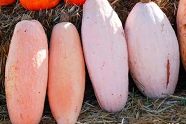 Описание тыквы Розовый банан