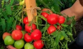 Созревание и плодоношение, продуктивность