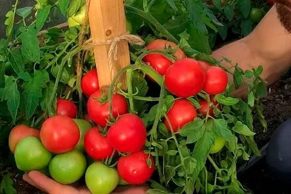 Созревание и плодоношение, продуктивность